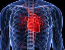 radiografía de un corazón saludable