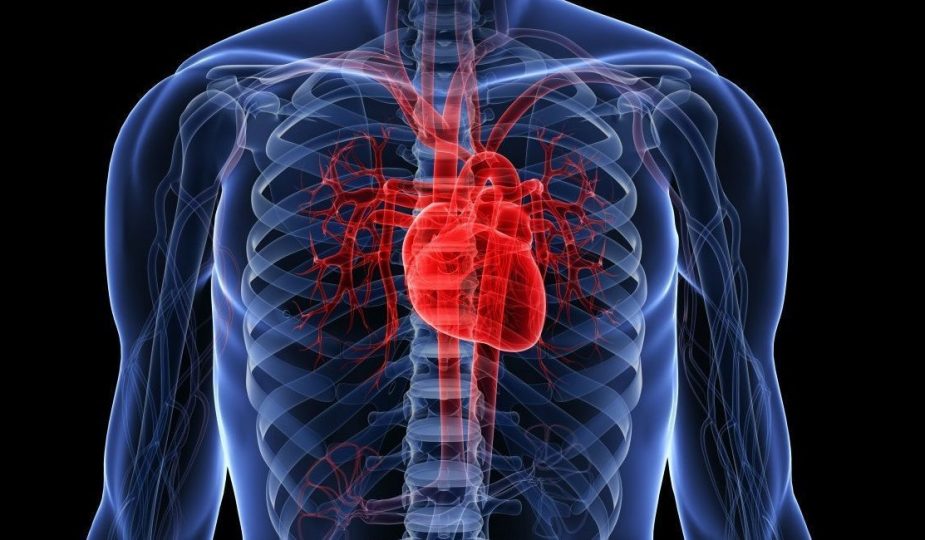 radiografía de un corazón saludable