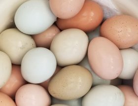 Muchos huevos