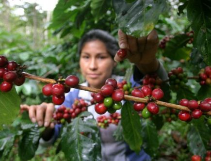 café en colombia